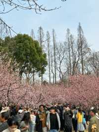 準備迎接人潮！南京中山植物園賞櫻花