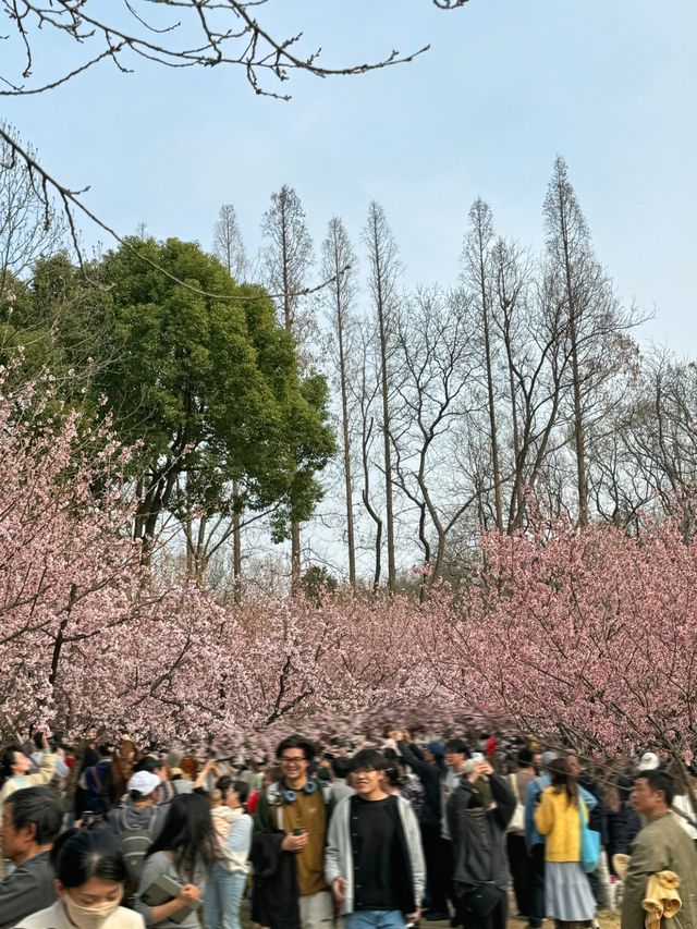 準備迎接人潮！南京中山植物園賞櫻花