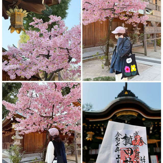 🌸福岡櫛田神社 | 邂逅一場爛漫櫻花雨