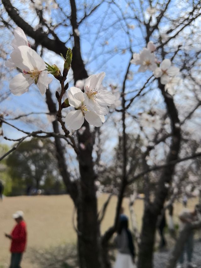 玉鳥集賞櫻花吃漂亮飯