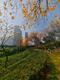 黃風鈴花開季