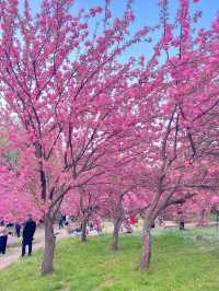 北京賞花了