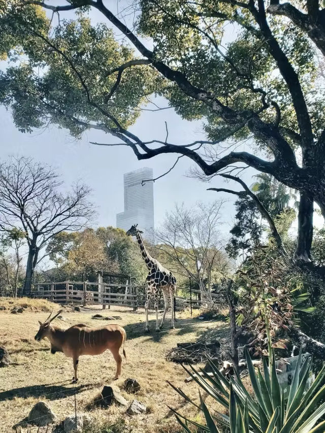 綠野微光：天王寺動物園的自然樂章