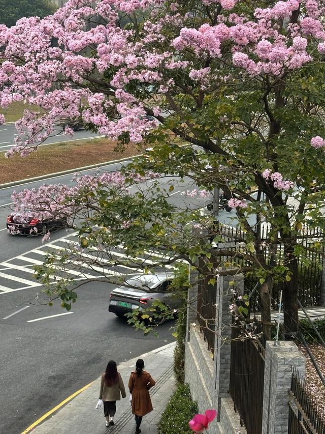 后海粉鈴，夢幻之約