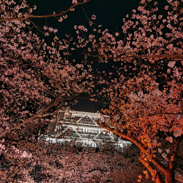 福岡舞鶴公園，邂逅夢幻櫻海