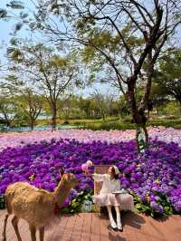 🌸珠海限定！城市客廳繡球花海來襲  