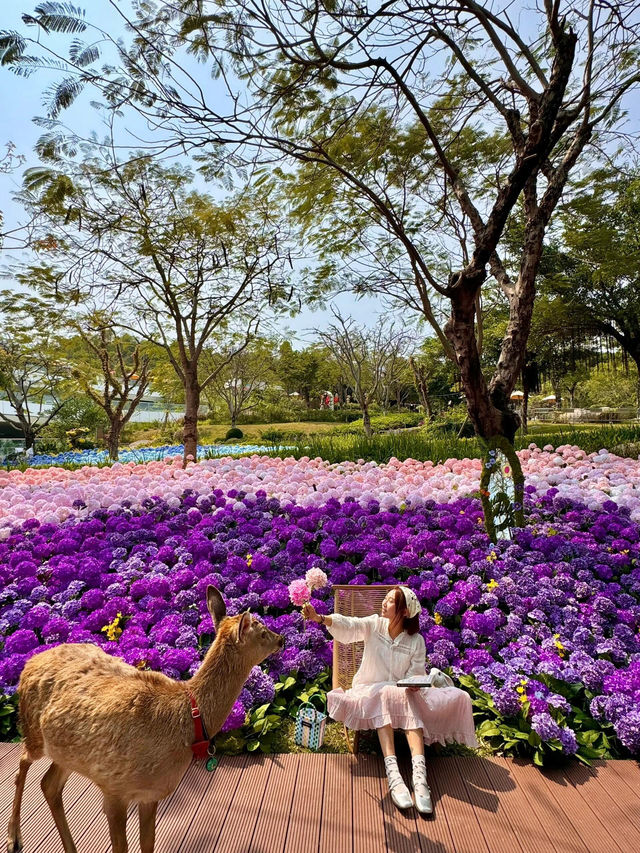 🌸珠海限定！城市客廳繡球花海來襲  