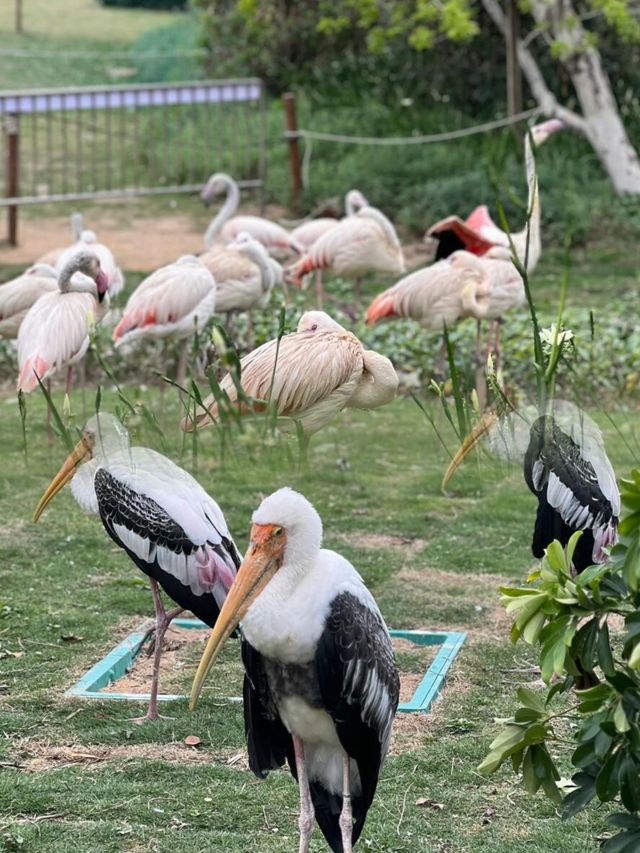不去非洲在清遠長隆竟然能看到動物大遷徙