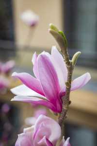 以玉蘭之名，展開一場泉暖花香的療癒之旅——