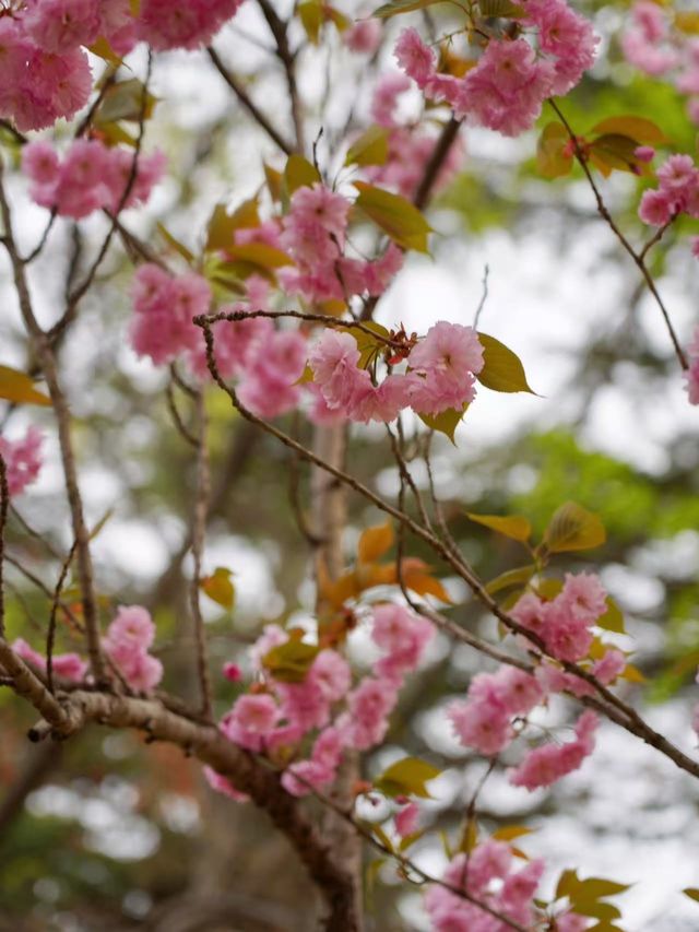 濰坊青州古城櫻花季，春日浪漫指南