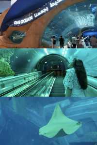 阿布扎比海洋世界遊玩攻略神仙機位