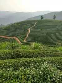 🌱踏入人間綠寶石！漳州茶山