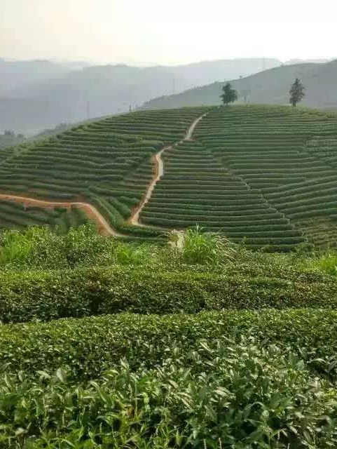 🌱踏入人間綠寶石！漳州茶山