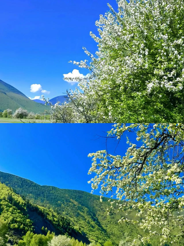 接下來的川西，是浪漫的俄色花海