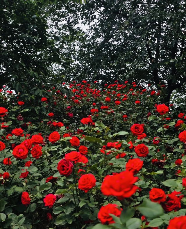 04女大學生嘅漫花莊園.冇女仔可以拒絕嘅花莊園