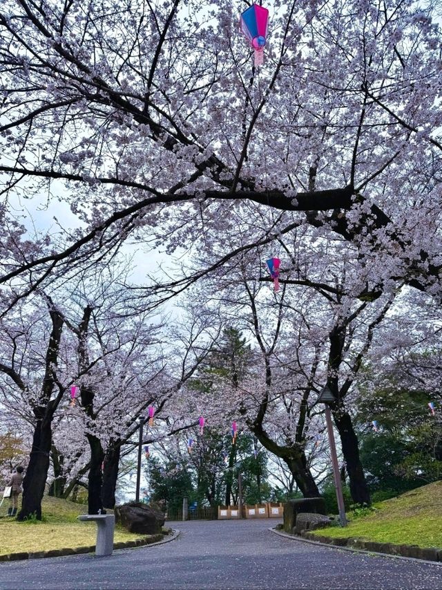 東京飛鳥山公園交通攻略：邂逅雨中童話與浪漫櫻花 
