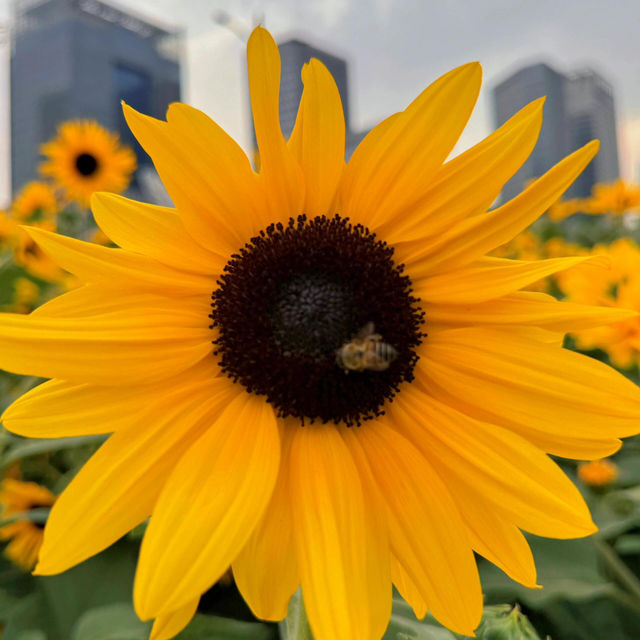 上海初夏頂流🌻✨地鐵直達的夢幻向日葵花海！