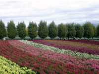 🌿 Discover the Best of Furano – Nature, Cheese, Lavender, and Wine