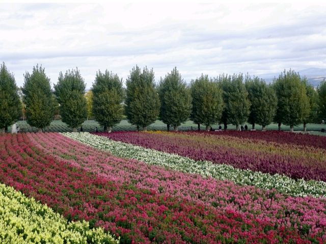 🌿 Discover the Best of Furano – Nature, Cheese, Lavender, and Wine