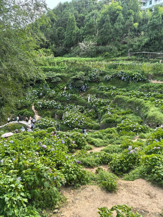 無盡夏日開啟，福州賞繡球花要抓緊了