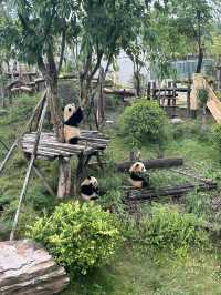 The Pandas of Chengdu!