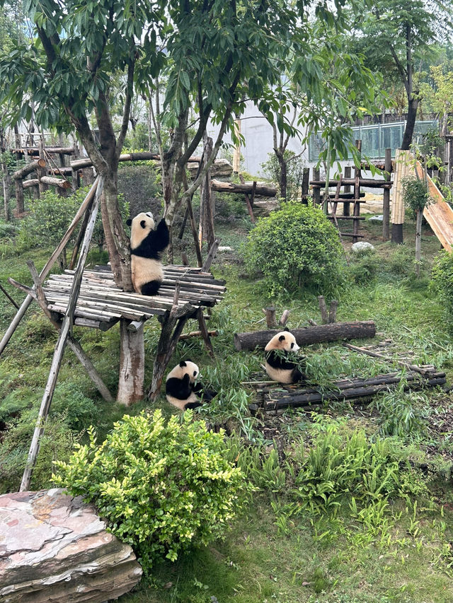 The Pandas of Chengdu!