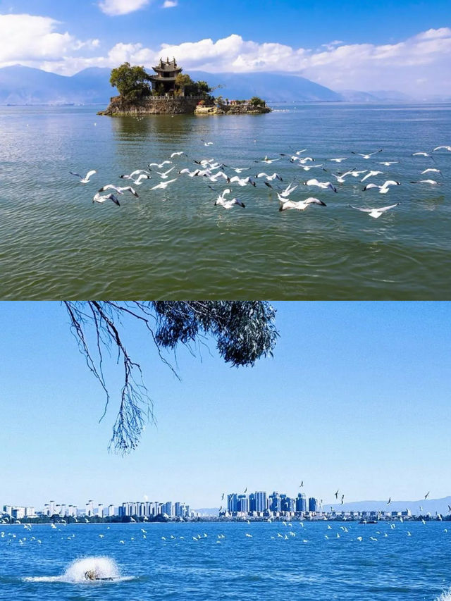 滇池觀鳥絕美時刻