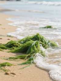 廈門睇海記 浪裏藏住甜