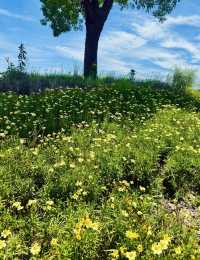 誤入莫奈花園！上海閔行浦江鎮牌樓村賞荷攻略