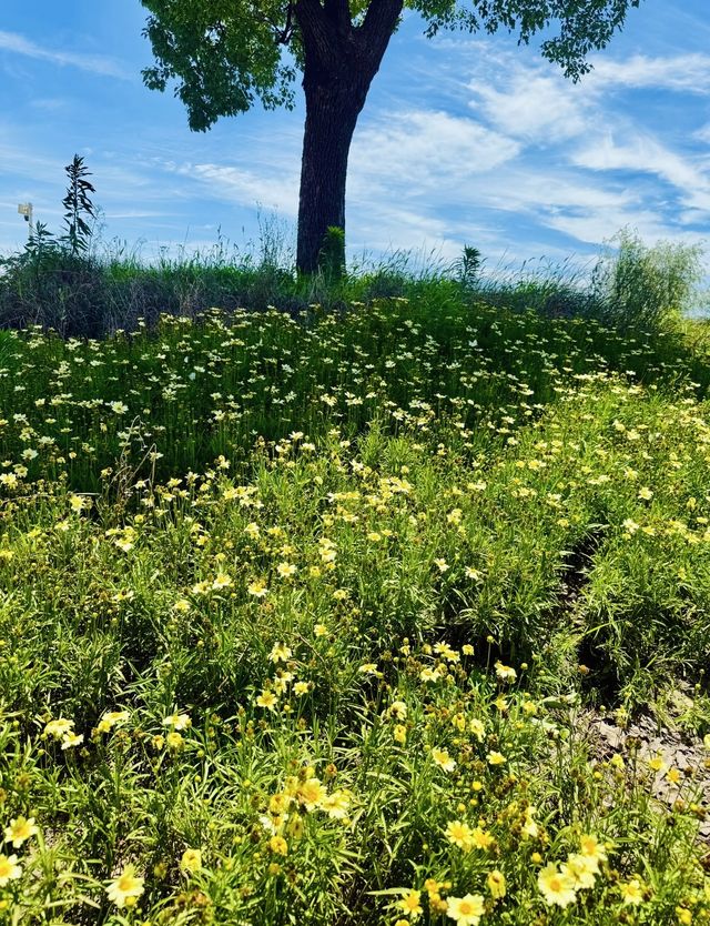 誤入莫奈花園！上海閔行浦江鎮牌樓村賞荷攻略