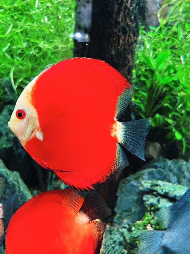 迪士尼人山人海不如來這裡玩盡童年
