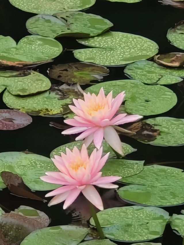 虎丘濕地頂流 雨後睡蓮，莫內油畫感