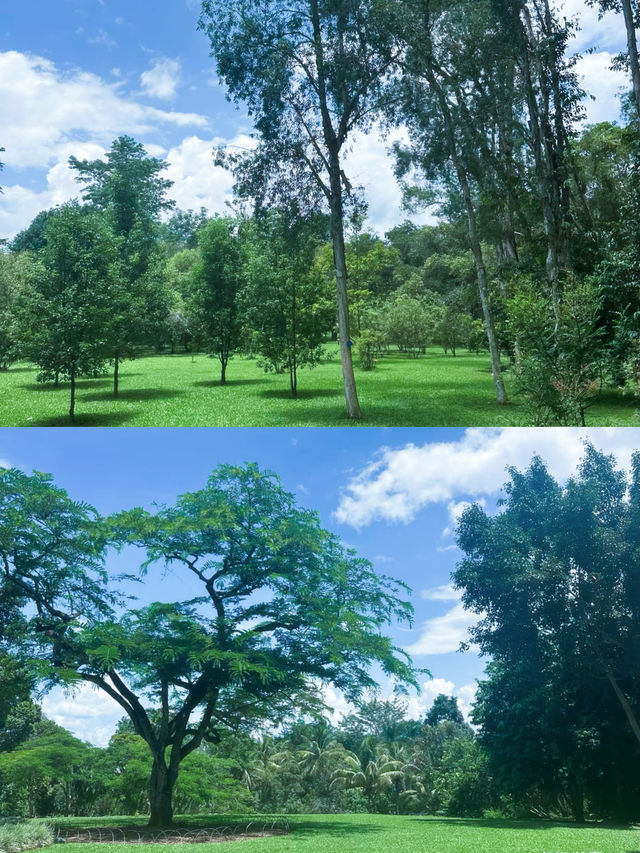 西雙版納熱帶植物園遊玩攻略：沉浸式體驗熱帶雨林之美
