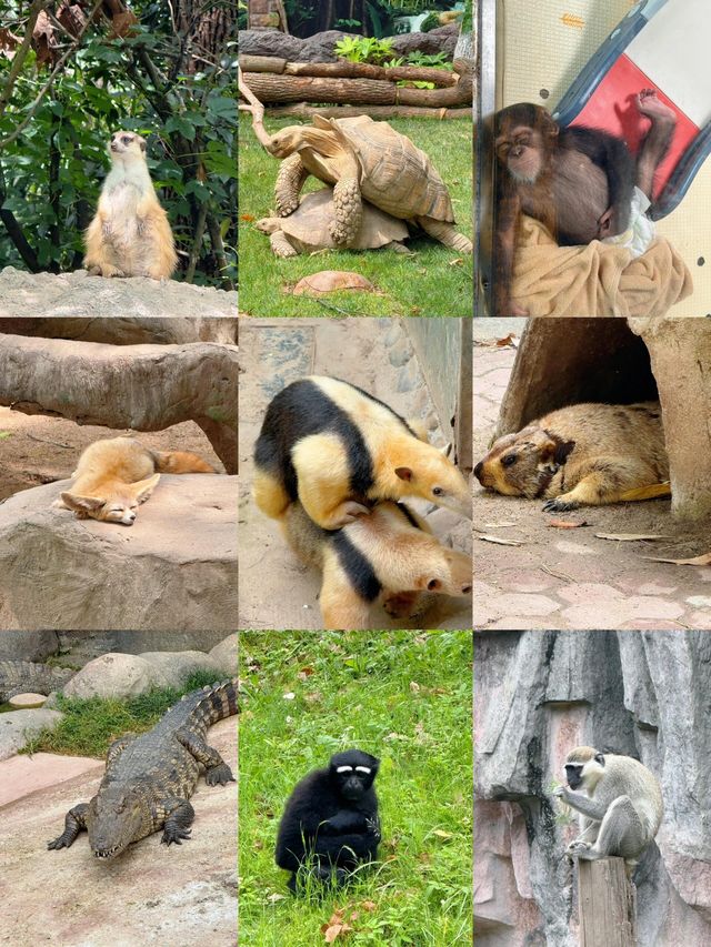 上海野生動物園遊玩多長 上海野生動物園遊玩多長