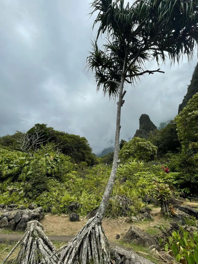 雨霧朦朧中的伊奧山谷夏威夷土著國王都來打卡的秘境！