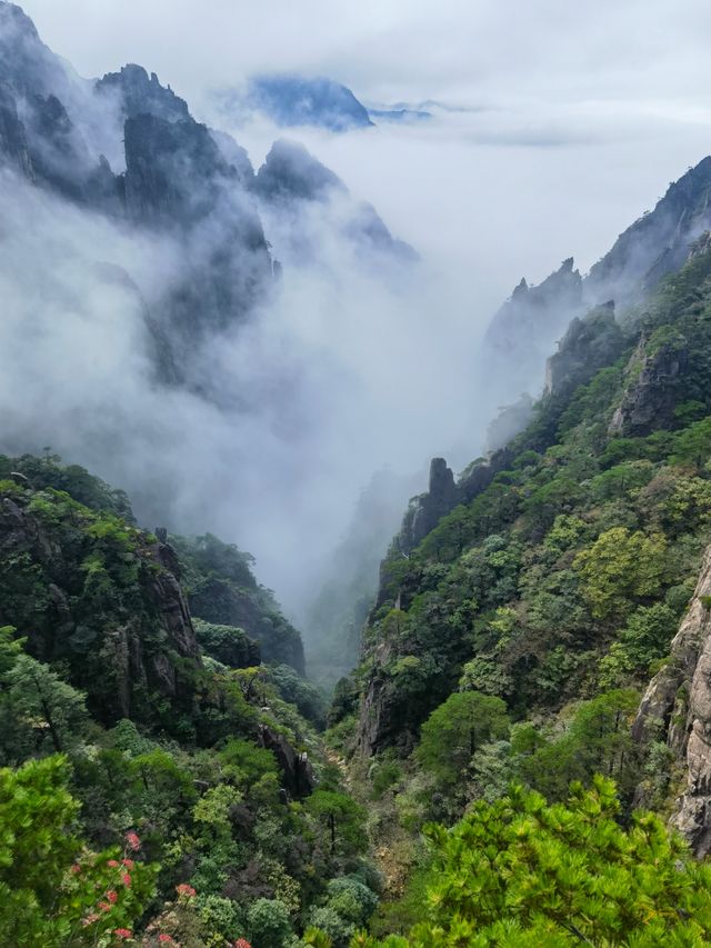 團結松，雨傘松，大王松皆迎客松