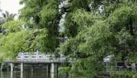 中式園林之美/柳侯公園