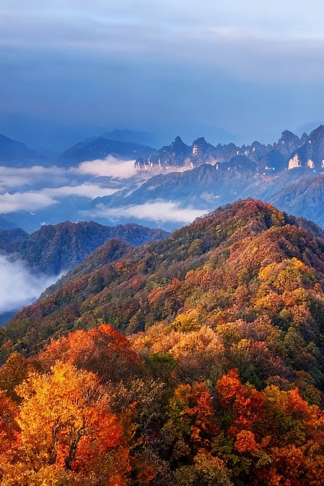 救命光霧山的秋天真的美哭我了
