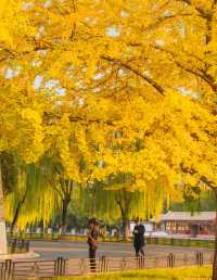 北京秋天打卡地圖這7條路線逛完，才算沒白來！