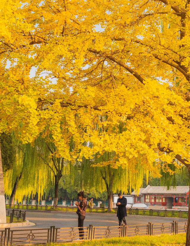 北京秋天打卡地圖這7條路線逛完，才算沒白來！
