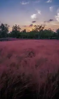 10.17上海小眾粉黛公園沒想到這麼美!!