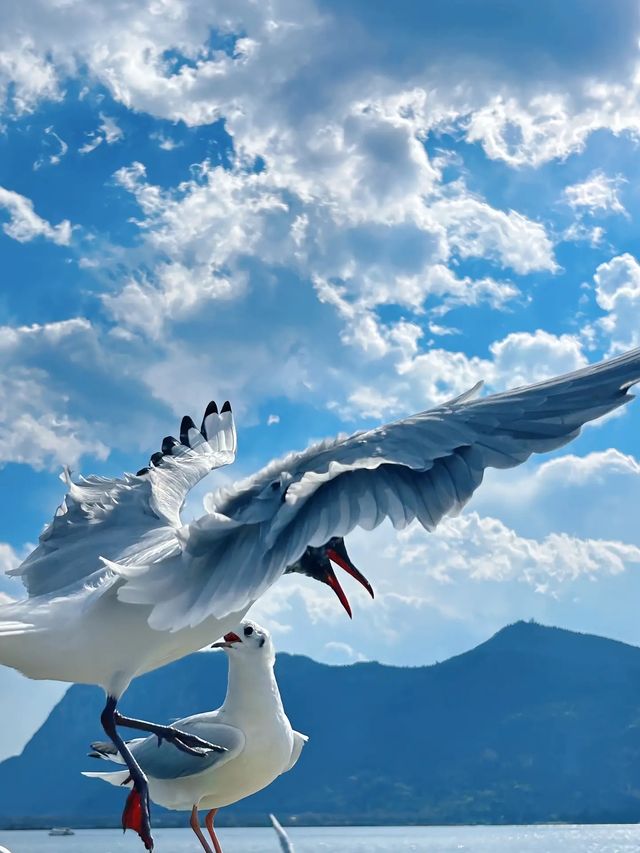 昆明冬天的浪漫 海鷗佔一半