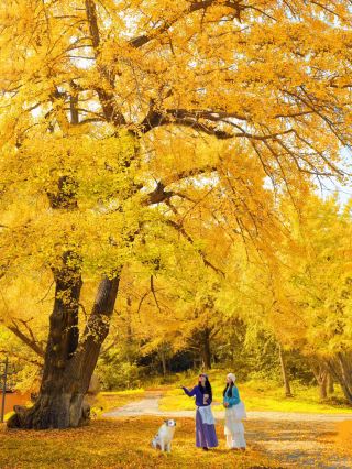 11.5 Real Shots! Stunning "Ginkgo Sea" Around Wuhan, Few People and Great for Photos