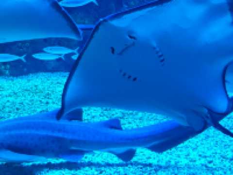 深圳海底世界必打卡~小梅沙海洋館