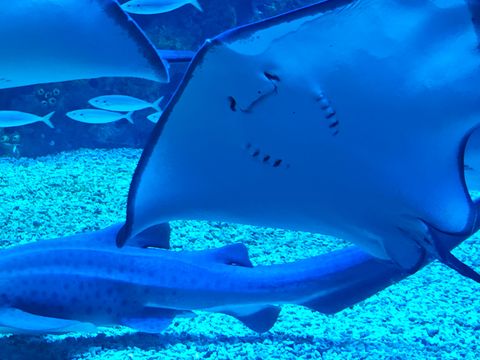 深圳海底世界必打卡~小梅沙海洋館 深圳海底世界必打卡~小梅沙海洋館