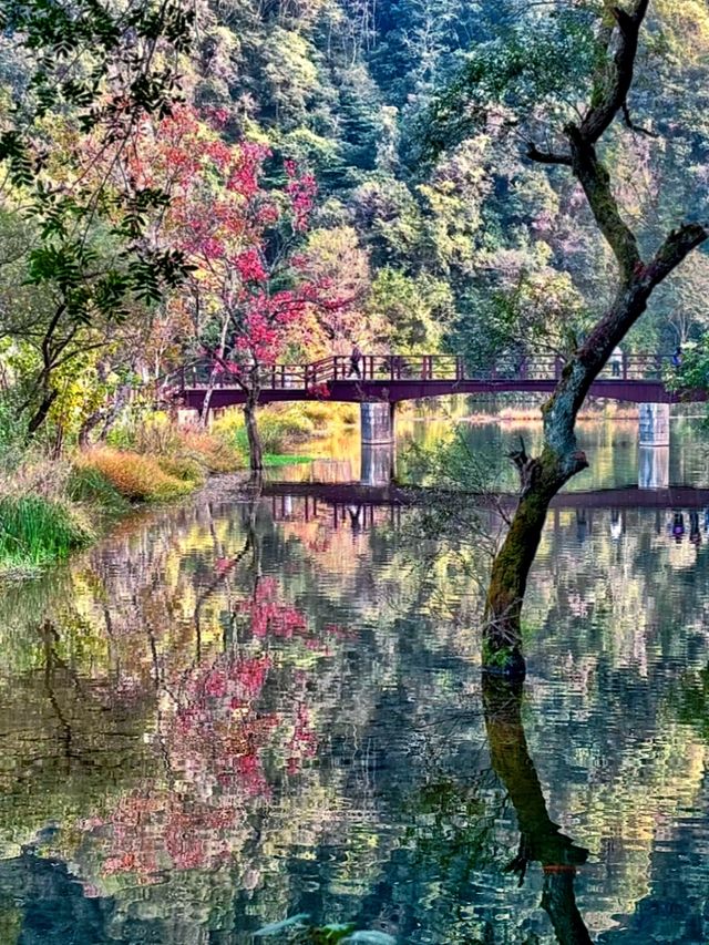 紹興秋日限定：20min高鐵直達，銀杏古寺醉江南