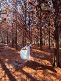 絕美!包場整個落羽松林的韓劇級浪漫