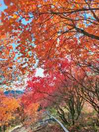 北京的香山紅葉紅了