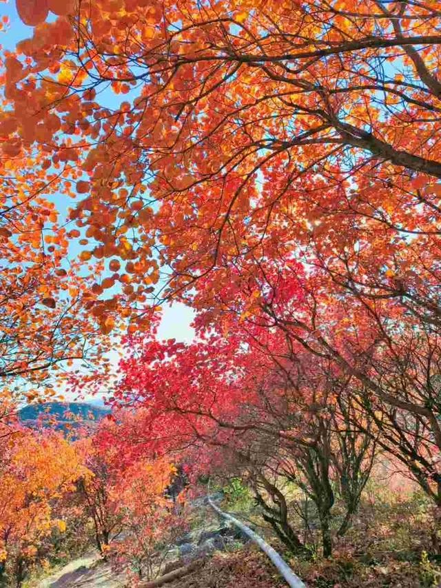 北京的香山紅葉紅了