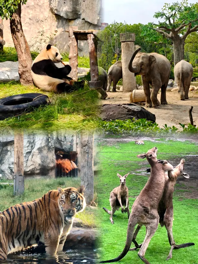 上海野生動物園30周年殺瘋了|11月0元入園+猛獸投喂直接爽